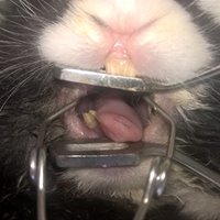 dentisterie lapin