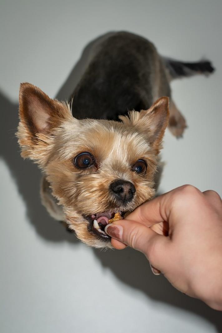 chien croquette