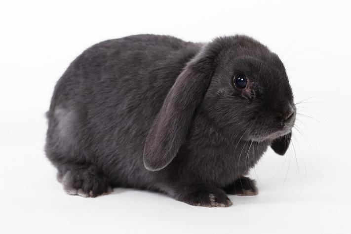 lapin