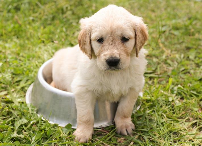 chiot alim