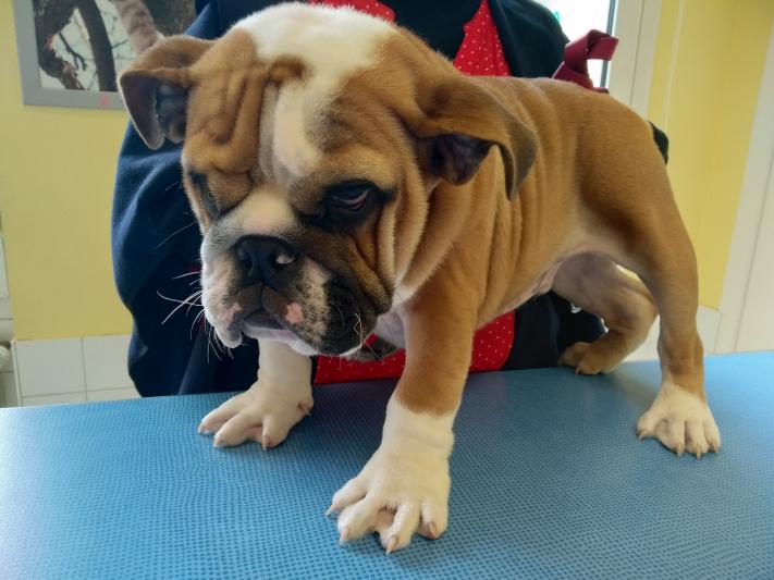 bouledogue2